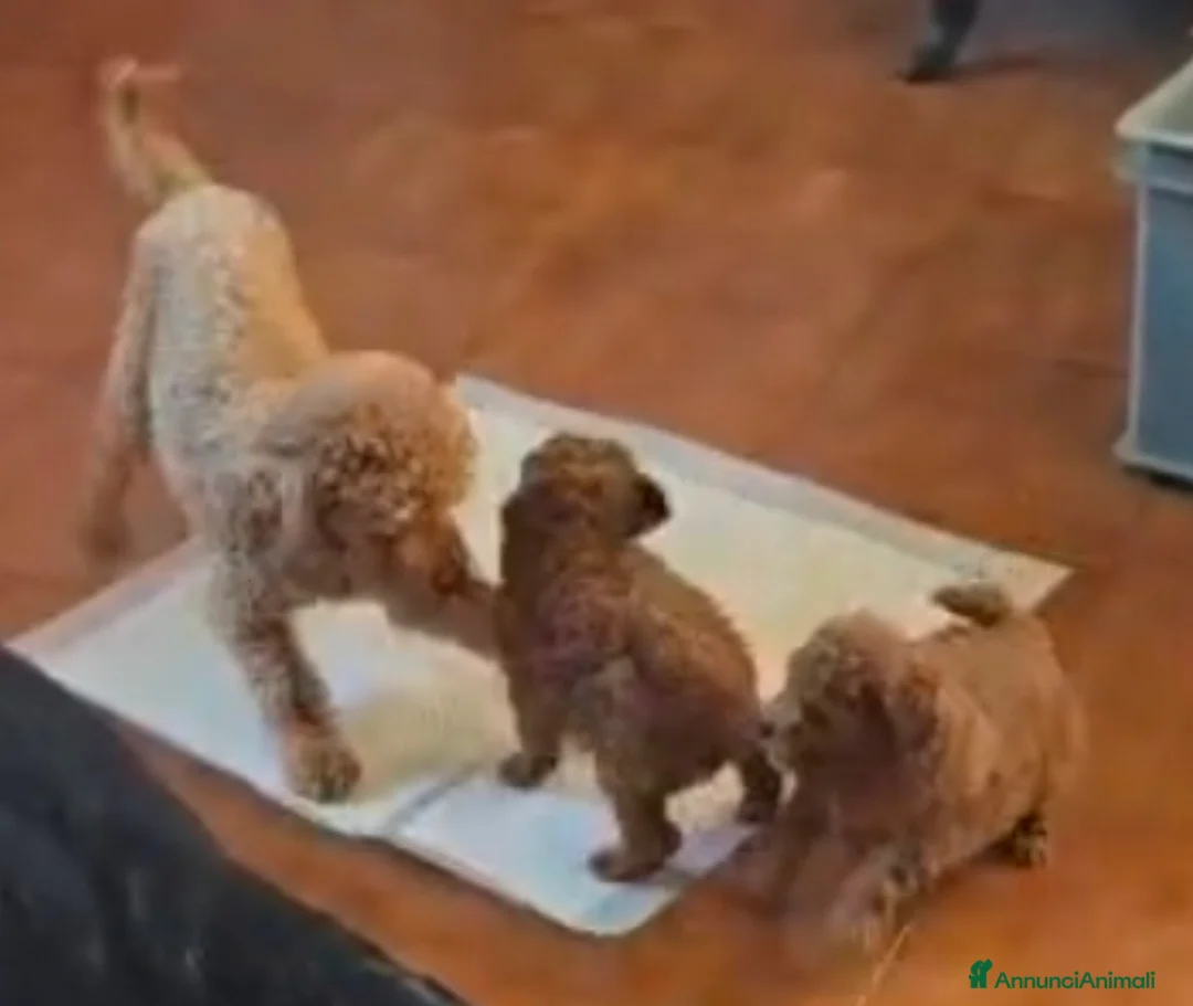 Barboncino Toy cani in vendita: Splendido barboncino toy red - Annuncio 2