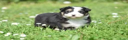 Australian Shepherd cani in vendita: AUSTRALIAN SHEPHERD a Provincia di Padova - Annuncio 7