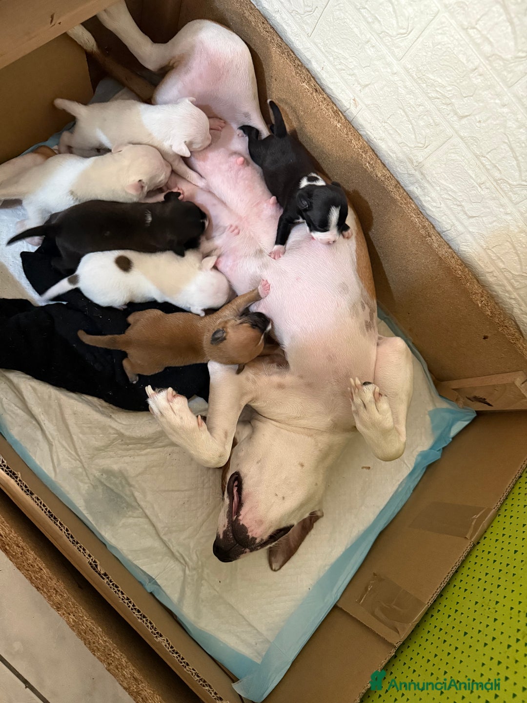 Altre razze cani in regalo: Regalo cuccioli  - Annuncio 2