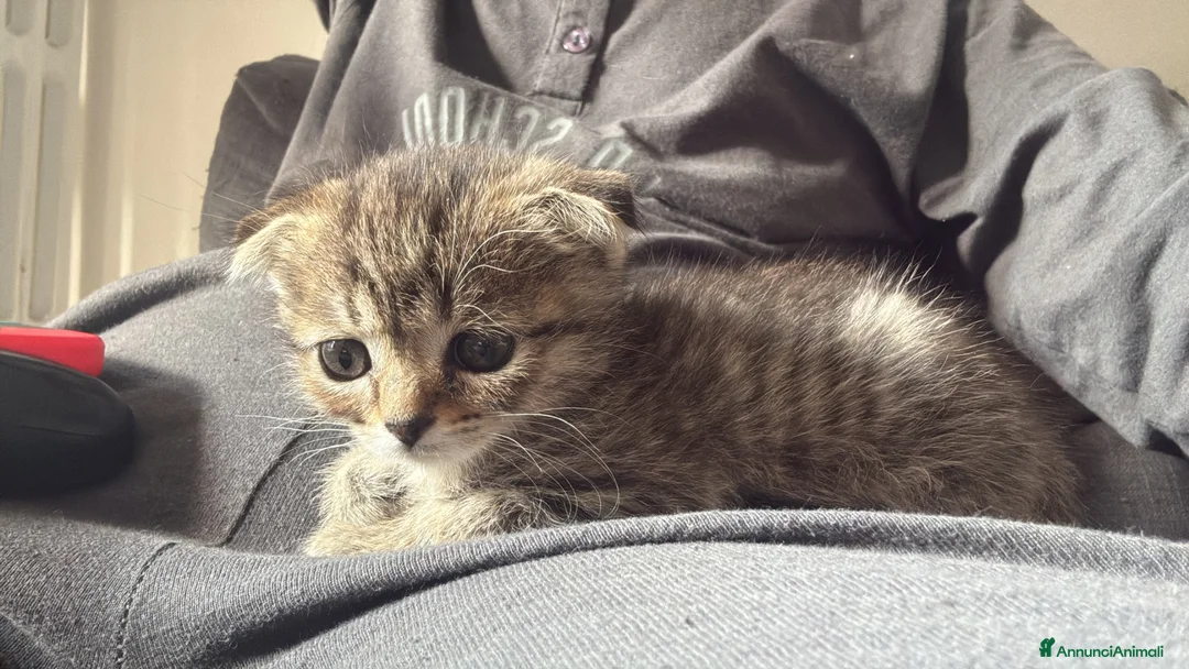 Scottish gatti in vendita: Scottish fold e straight  - Annuncio 2