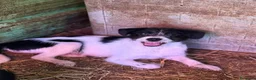 Meticcio cani in regalo: TALIA, cucciola spaventata cerca amore. TG PICCOLA - Annuncio 7
