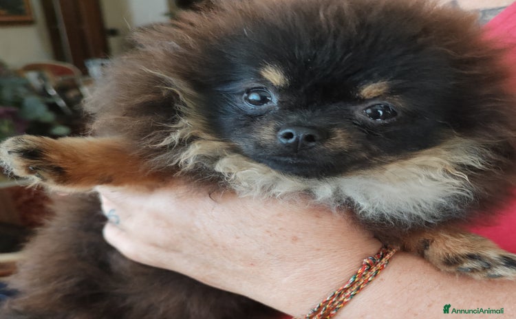 Spitz cani SPITZ DI POMERANIA - Annuncio 3