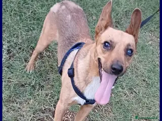 Meticcio cani ZAK tenero piccoletto hanno rinunciato alui - Annuncio 34