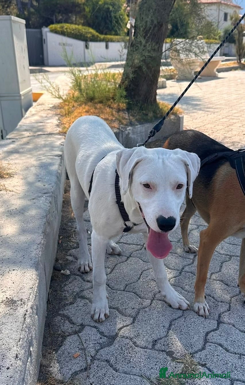 Meticcio cani Alice - Annuncio 41