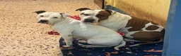 American Staffordshire cani in vendita: Cucciole di American Staffordshire Terrier  - Annuncio 4