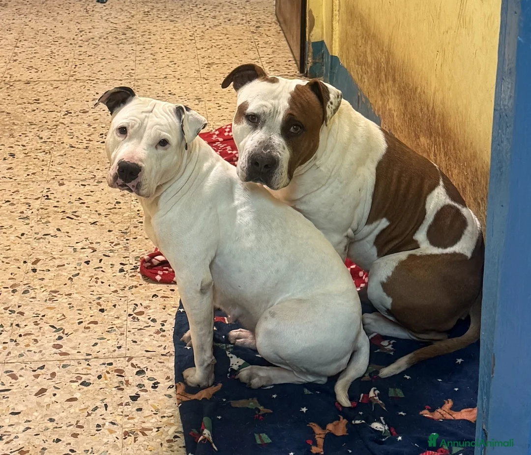 American Staffordshire cani in vendita: Cucciole di American Staffordshire Terrier  - Annuncio 4