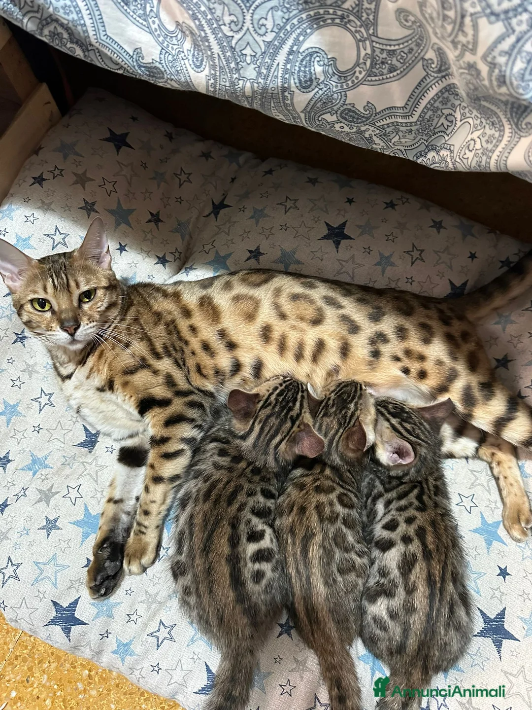 Bengala gatti in vendita: GATTINE BENGALA  - Annuncio 2