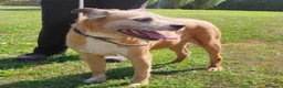 Meticcio cani in regalo: 11anni medio piccolo padrone deceduto 2anni faPAVI - Annuncio 1