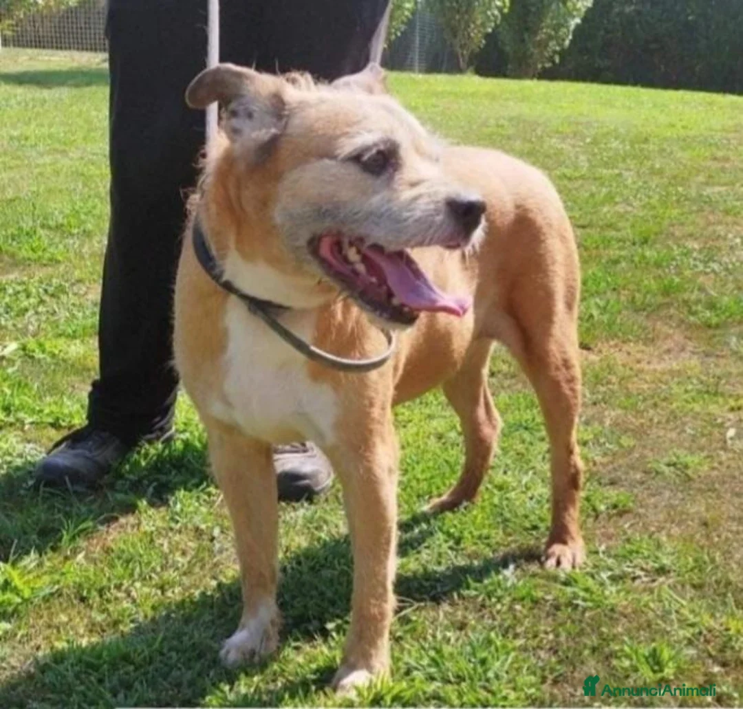 Meticcio cani in regalo: 11anni medio piccolo padrone deceduto 2anni faPAVI - Annuncio 1