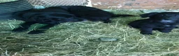 Pastore della Sila cani in vendita: Pastore della Sila  - Annuncio 3