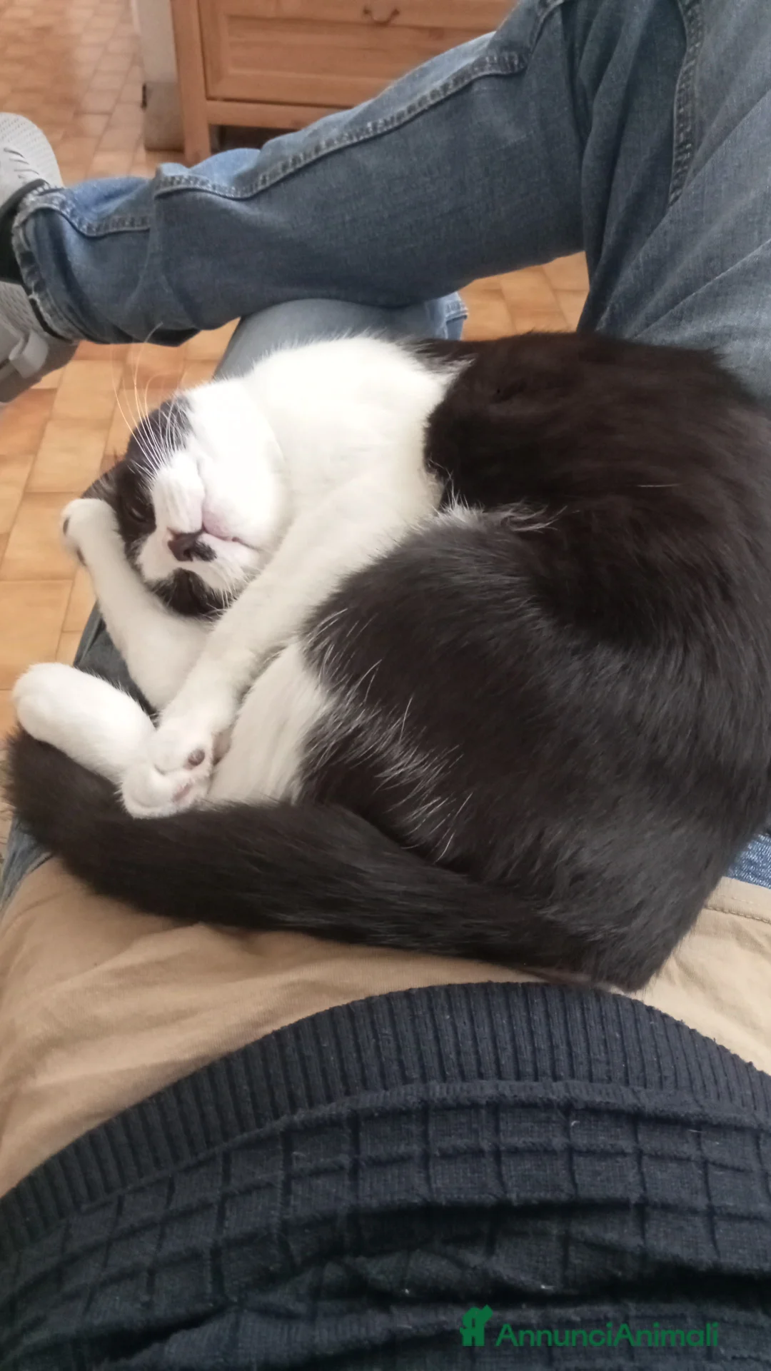 Altre razze gatti in regalo: Gattino in donazine - Annuncio 2