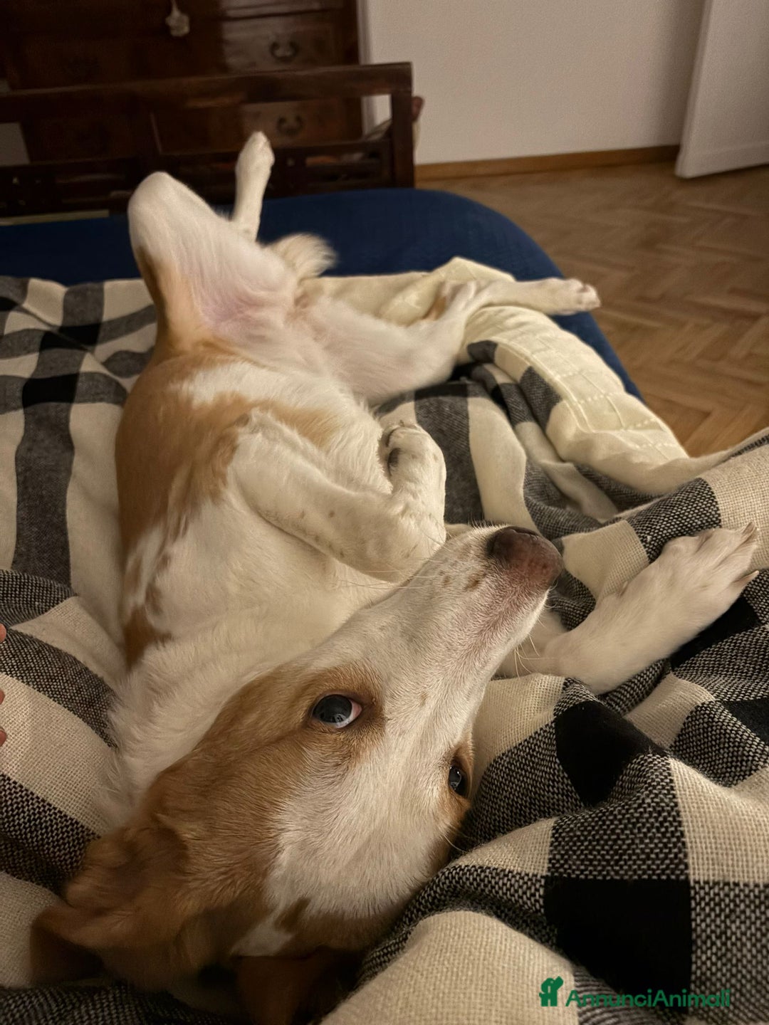 Meticcio cani in regalo: Mila, cane super dolce! - Annuncio 5