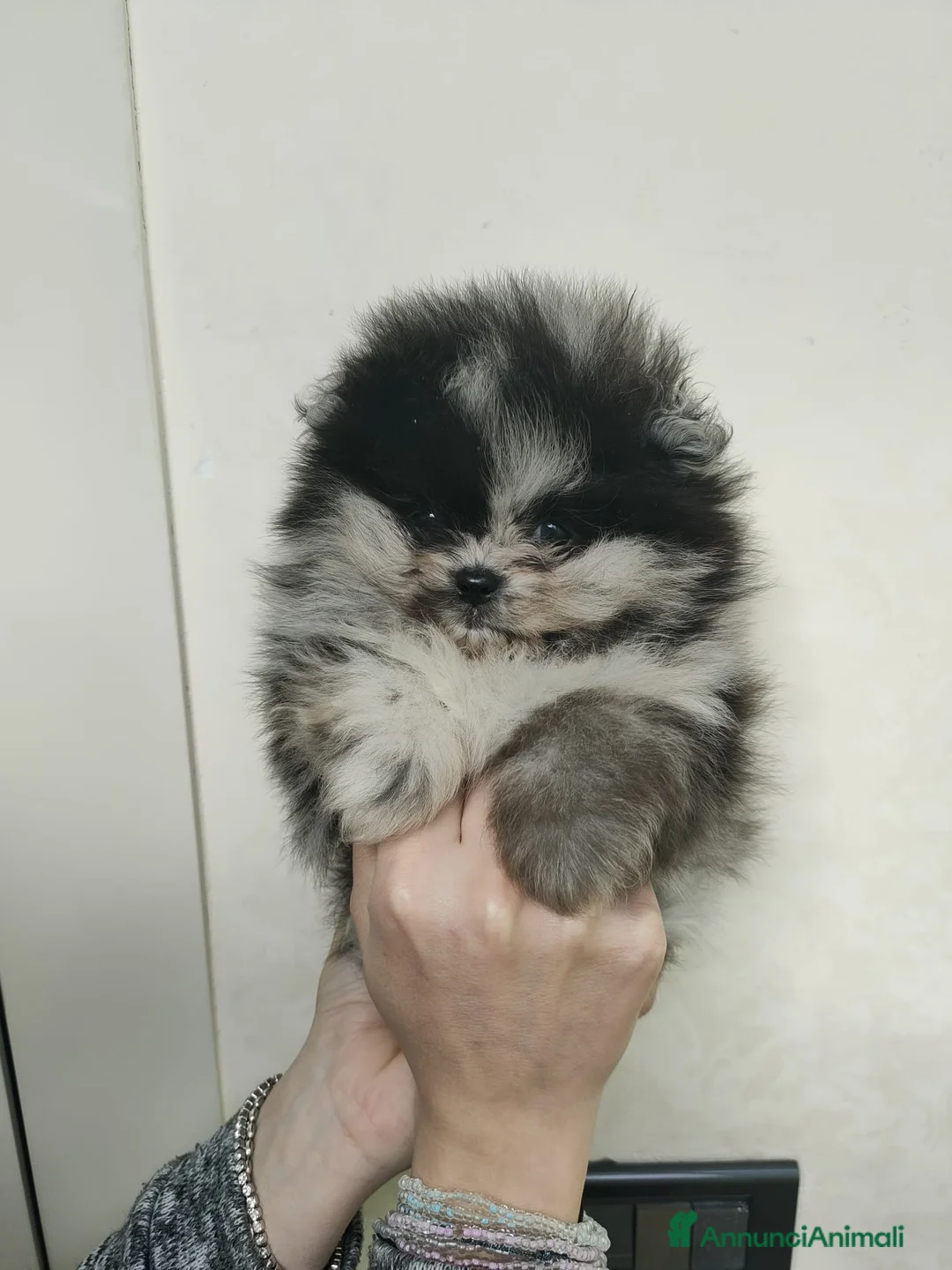 Volpino Pomerania cani in vendita: Pomerania merle - Annuncio 6