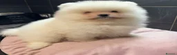 Volpino Pomerania cani in vendita: Pomerania Spitz Toy nano  - Annuncio 5