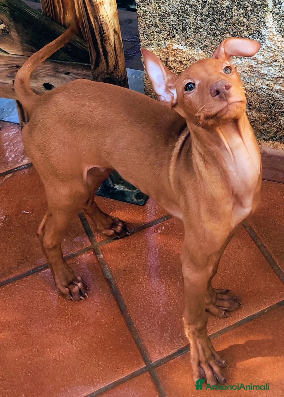 Cirneco dell'Etna cani in vendita: Cuccioli di Cirneco dell'Etna - Annuncio 3