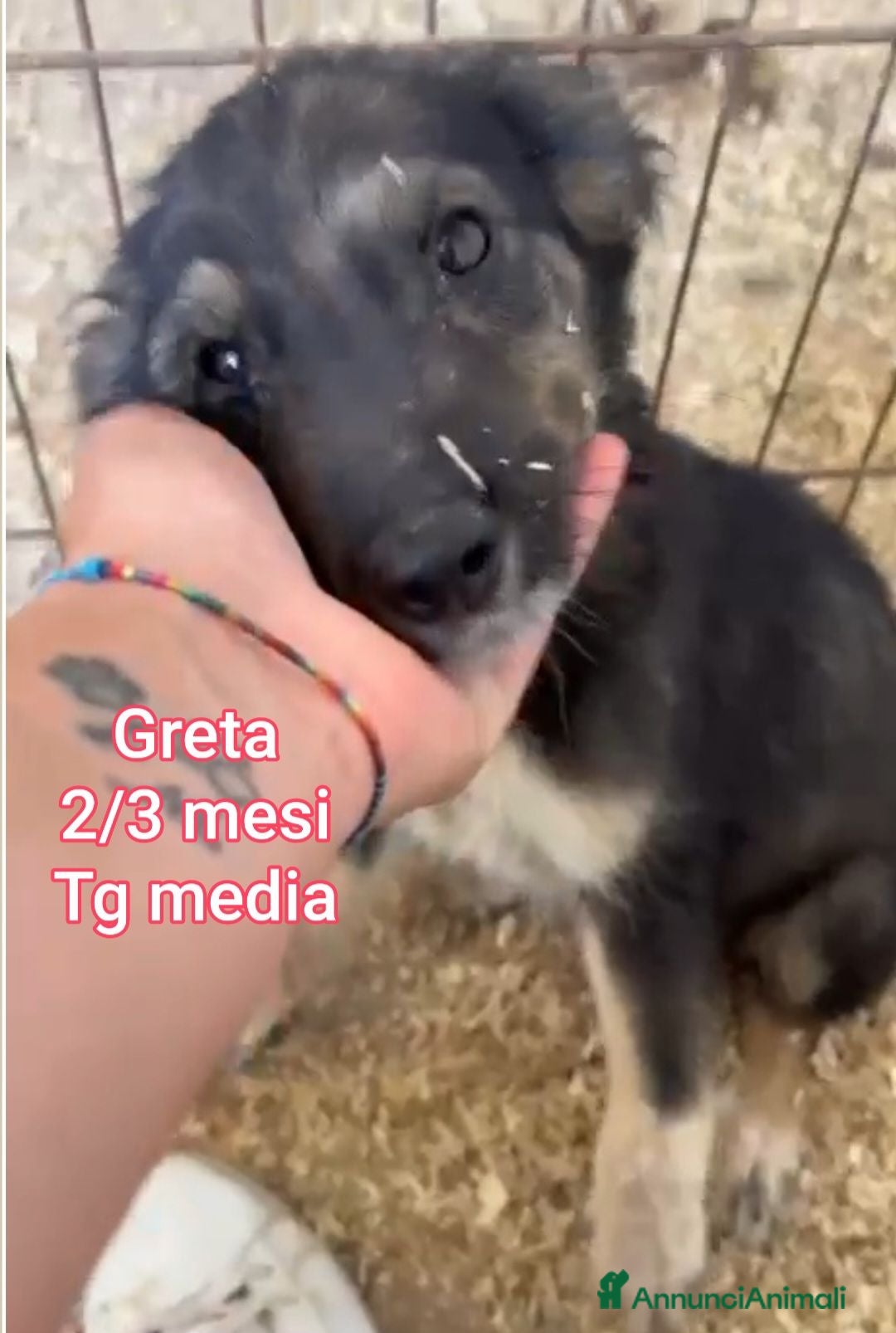 Meticcio cani ADOTTA UN CUCCIOLO  - Annuncio 6