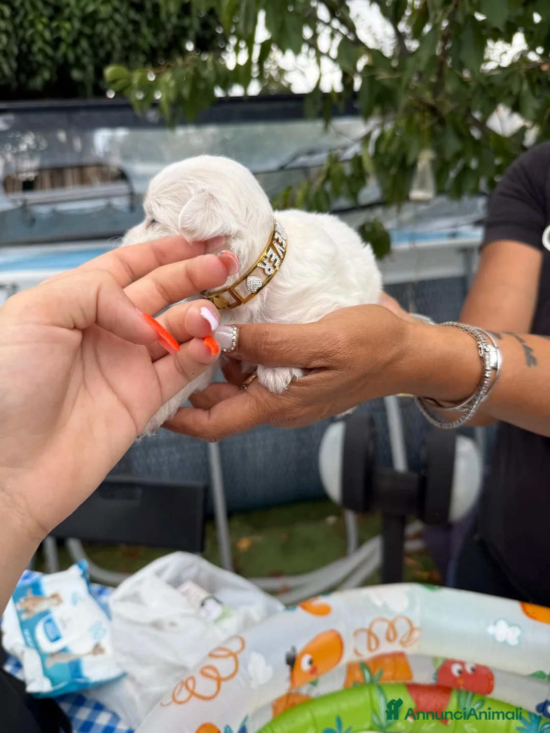 Maltese cani in vendita: Cucciolo maltese razza pura manto bianco - Annuncio 15