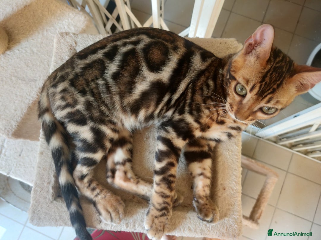 Bengala gatti in vendita: Gatto del Bengala maschietto  a Provincia di Teramo - Immagine 1