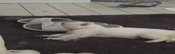 Pastore Svizzero cani in vendita: Cuccioli pastore svizzero bianco - Annuncio 19