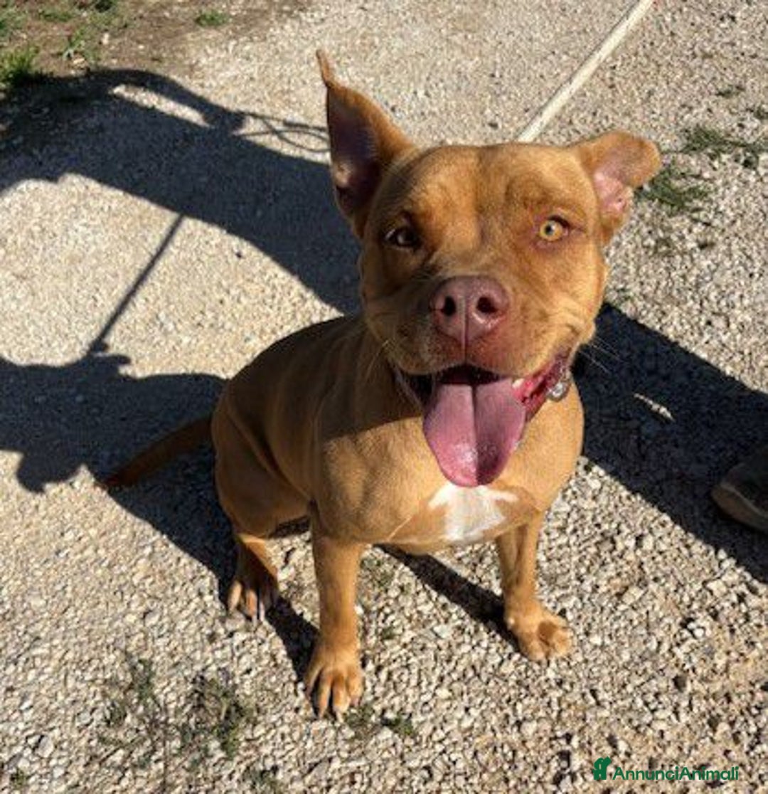 Pitbull cani in regalo: Regina, splendida pit dagli occhi marroni  - Annuncio 5