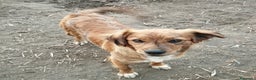 Meticcio cani in regalo: Simpaticissima lalla a Provincia di Viterbo - Annuncio 1