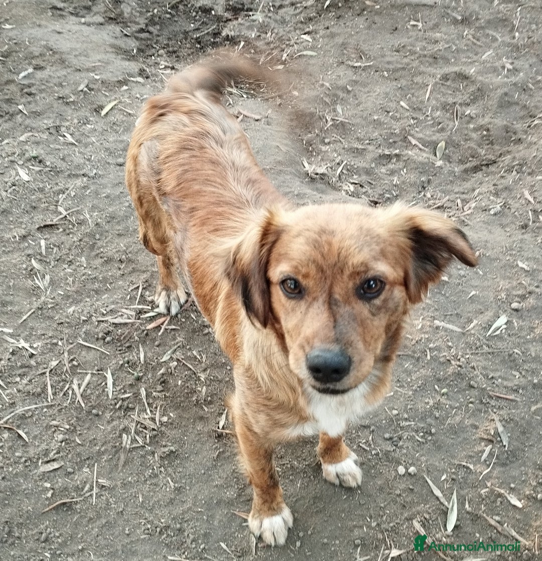 Meticcio cani in regalo: Simpaticissima lalla a Provincia di Viterbo - Annuncio 1