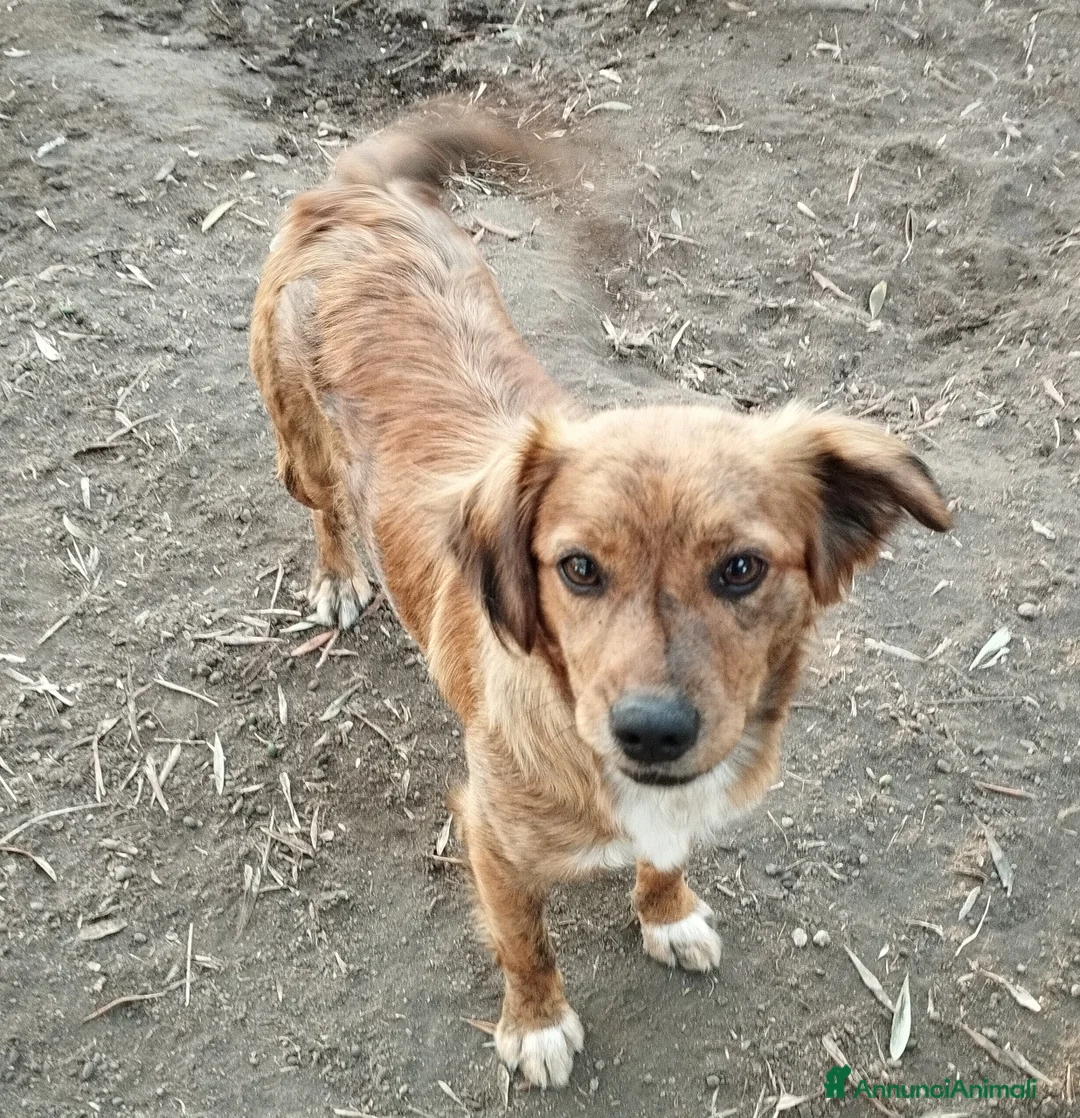 Meticcio cani in regalo: Simpaticissima lalla a Provincia di Viterbo - Annuncio 1