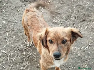 Meticcio cani Simpaticissima lalla - Annuncio 2