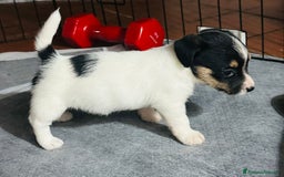 Jack Russell cani in vendita: Jack Russell pelo broken/ruvido a Calenzano - Immagine 33