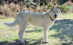 Pastore Maremmano cani in regalo: ROSETTA,giocherellona e sguardo fiero a Pomezia - Immagine 12