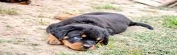 Rottweiler cani in vendita: Rottweiler - Annuncio 6