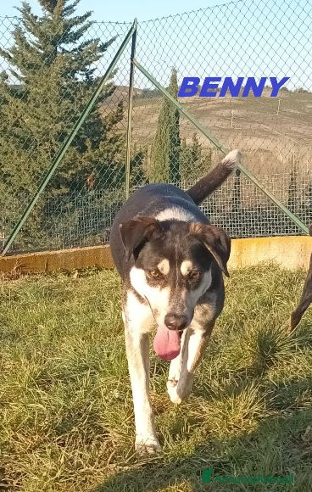 Meticcio cani in regalo: BENNY bel timidino, ama giocare con le palline - Annuncio 9