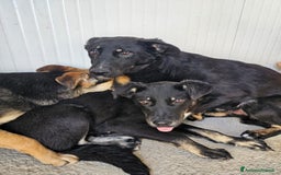 Meticcio cani in regalo: Carlo: 1 anno e mezzo, socievole, timido, dolce a Città Metropolitana di Genova - Immagine 17