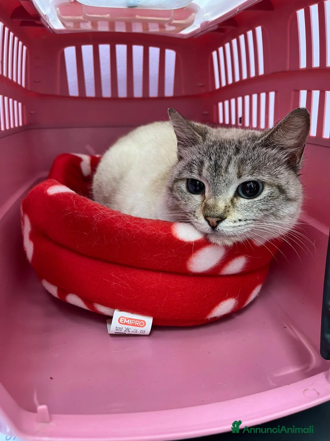 Siamese gatti in regalo: Gattina incrocio siamese occhi azzurri - Annuncio 5