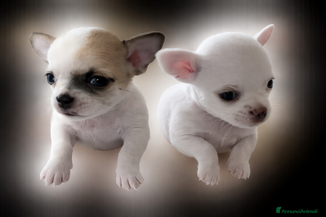 Chihuahua cani in vendita: Cuccioli di chihuahua pelo corto - Annuncio 1