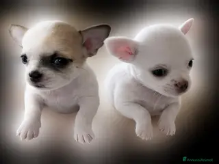 Chihuahua cani Cuccioli di chihuahua pelo corto - Annuncio 11