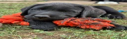 Labrador cani in vendita: Splendidi maschietti di Labrador neri  - Annuncio 1
