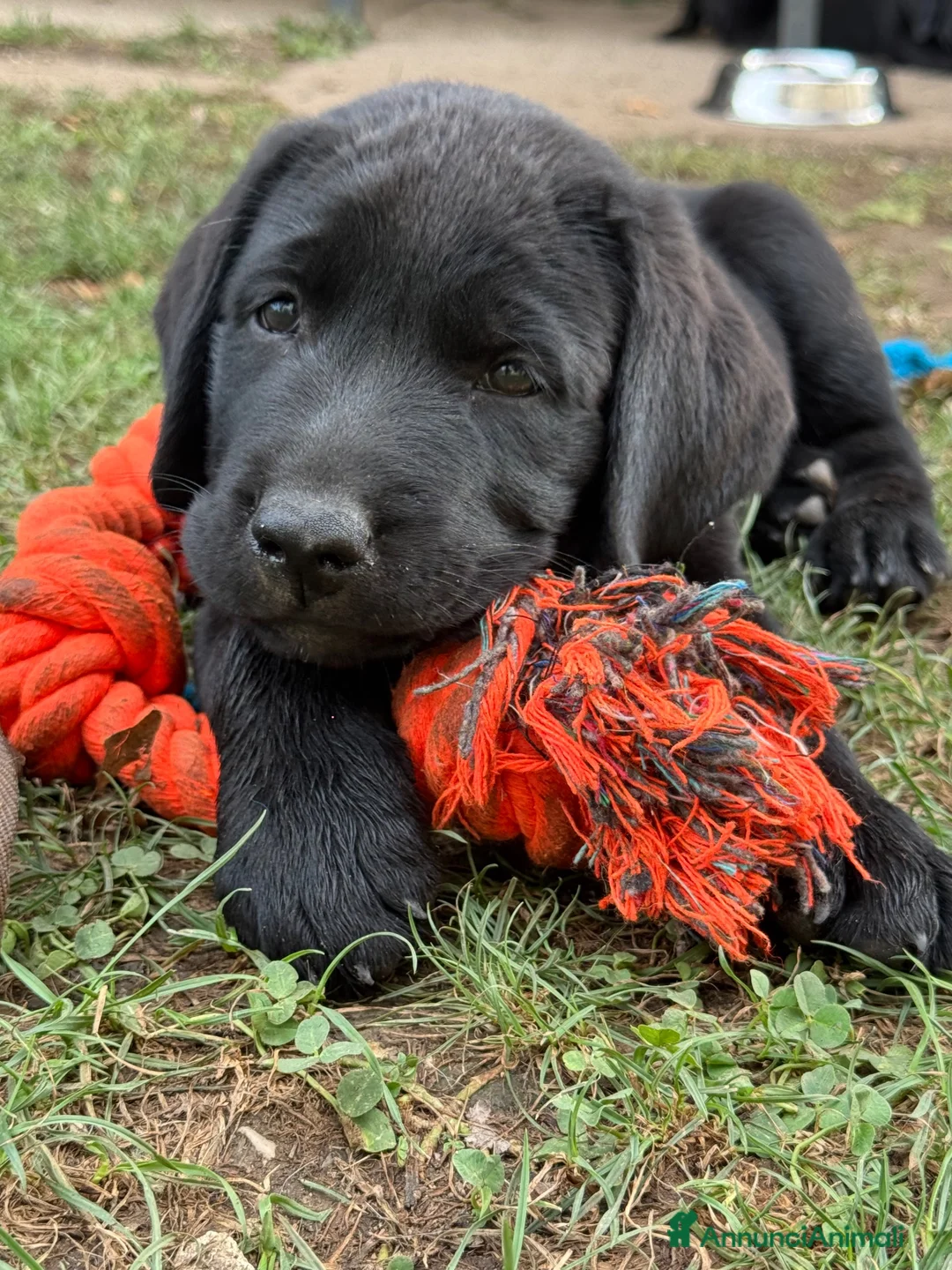 Labrador cani in vendita: Splendidi maschietti di Labrador neri  - Annuncio 1