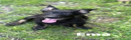 Meticcio cani in regalo: EMA, la cucciola più dolce (e nanetta) di tutti! - Annuncio 2