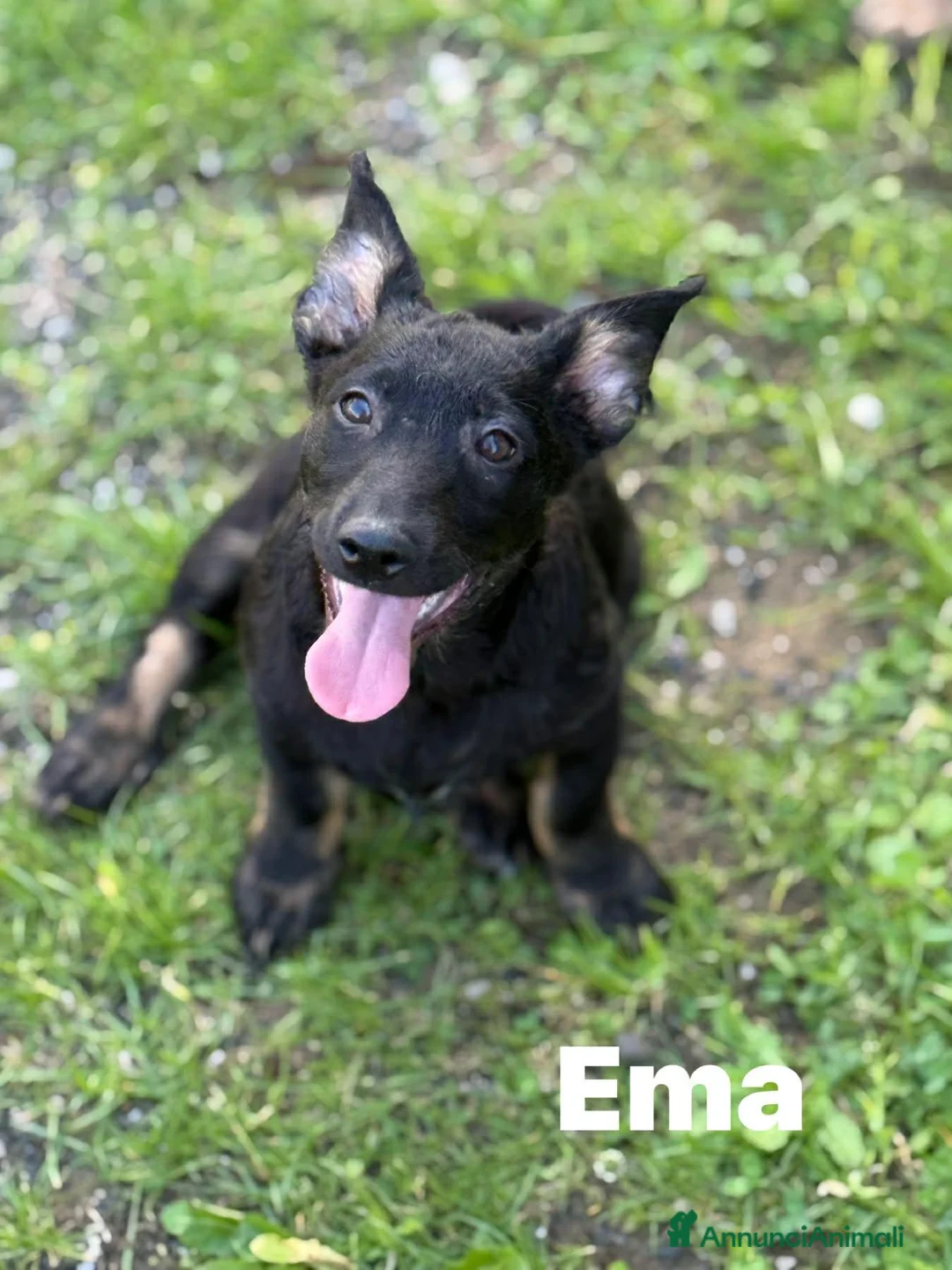 Meticcio cani in regalo: EMA, la cucciola più dolce (e nanetta) di tutti! - Annuncio 2