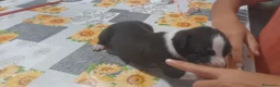 Pitbull cani in vendita: American Pitbull Terrier UKC  a Provincia di Alessandria - Annuncio 10
