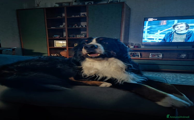 Bovaro del Bernese cani a Provincia di Ancona - Annuncio 3