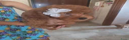 Barboncino Toy cani in vendita: Barboncina a Provincia di Latina - Annuncio 4