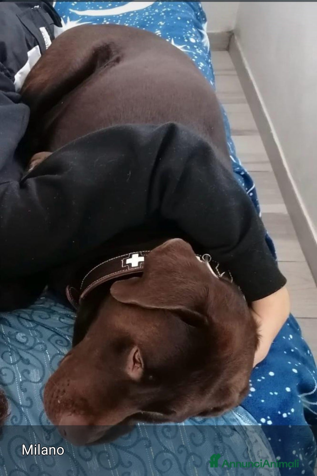 Labrador cani Labrador marrone 8anni NON ESCE DI CASA.MILANO - Annuncio 2