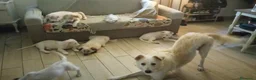 Meticcio cani in regalo: Cucciola cerca casa - Annuncio 5