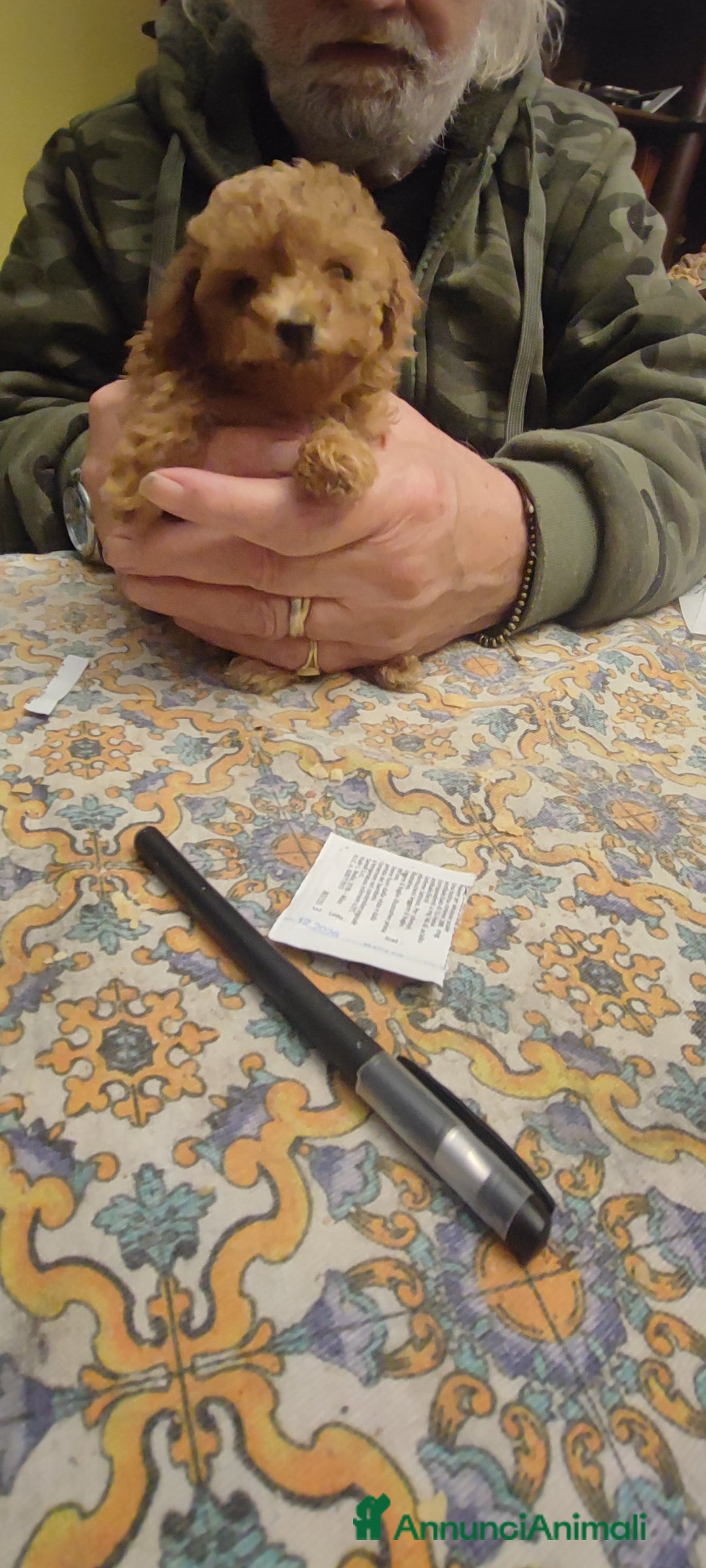 Barboncino cani in vendita: Barboncina mini toy - Annuncio 2