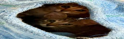 Europeo gatti in regalo:  Adorabili gattini in adozione! - Annuncio 5