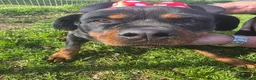 Rottweiler cani in regalo: Xena, in canile - Annuncio 6