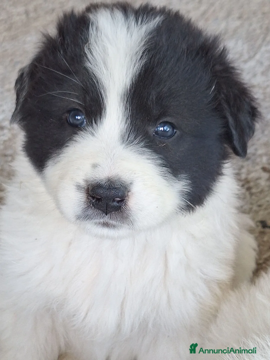 Meticcio cani in vendita: 🐶 Cucciola femmina bianca con macchie nere - Annuncio 2