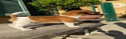 Jack Russell cani in vendita: Cucciolo Maschio Jack Russell terrier pelo liscio a Provincia di Pavia - Annuncio 4